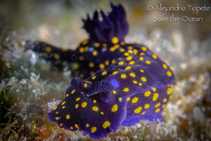 Purple Nudibranch, La Paz Mexico by Alejandro Topete 
